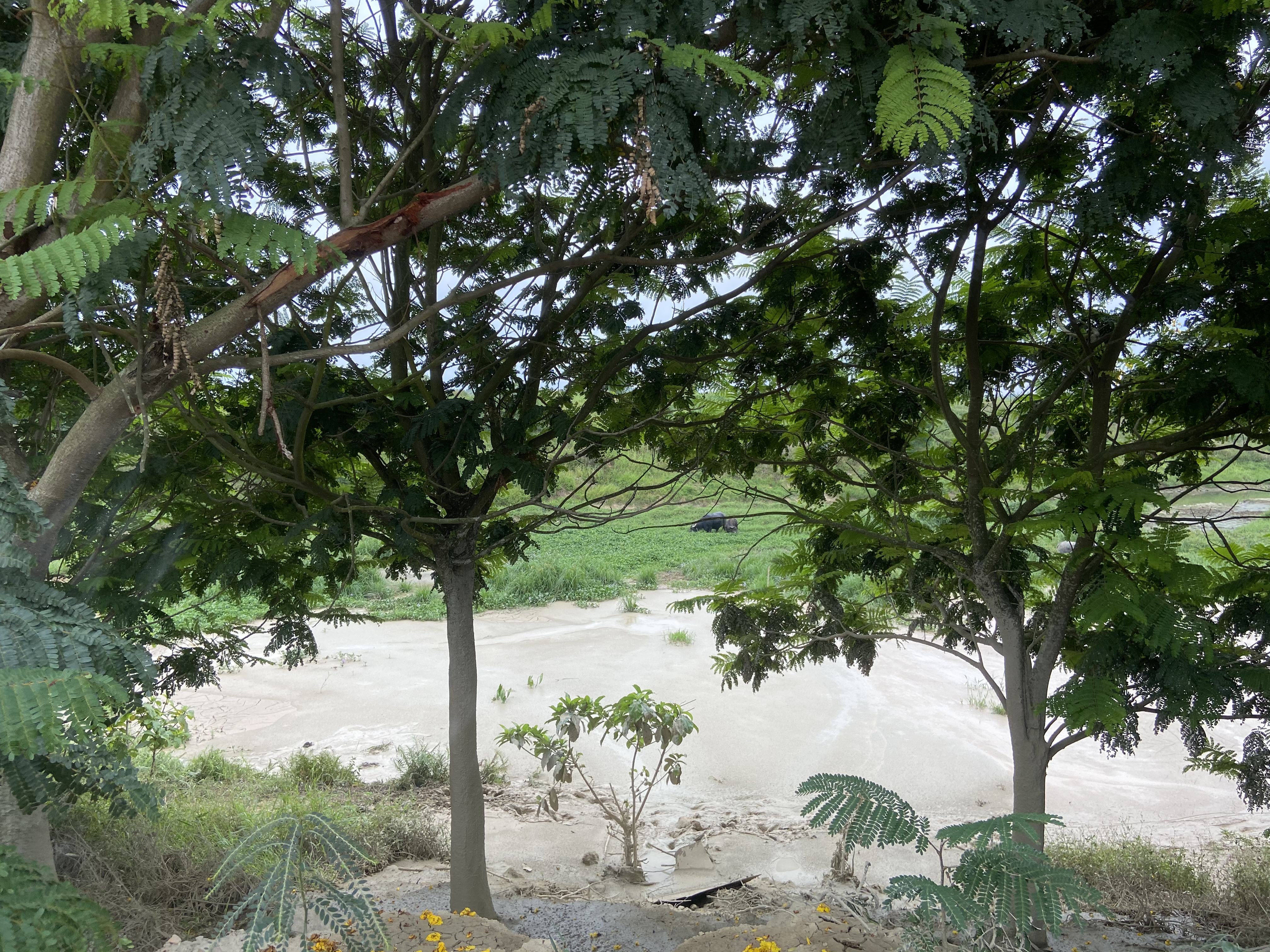 文车河边倾倒废泥土2.jpg