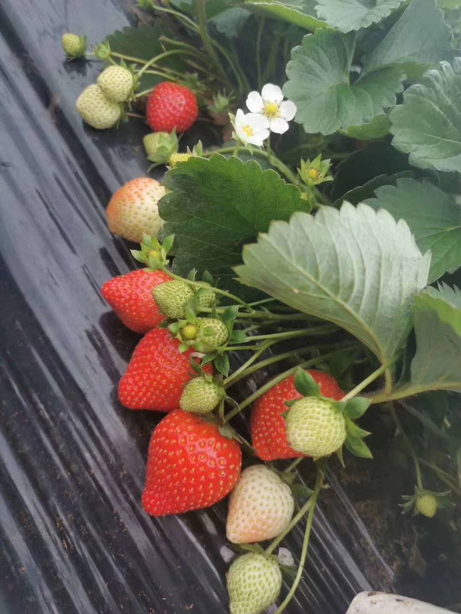 草莓种植科普.jpg