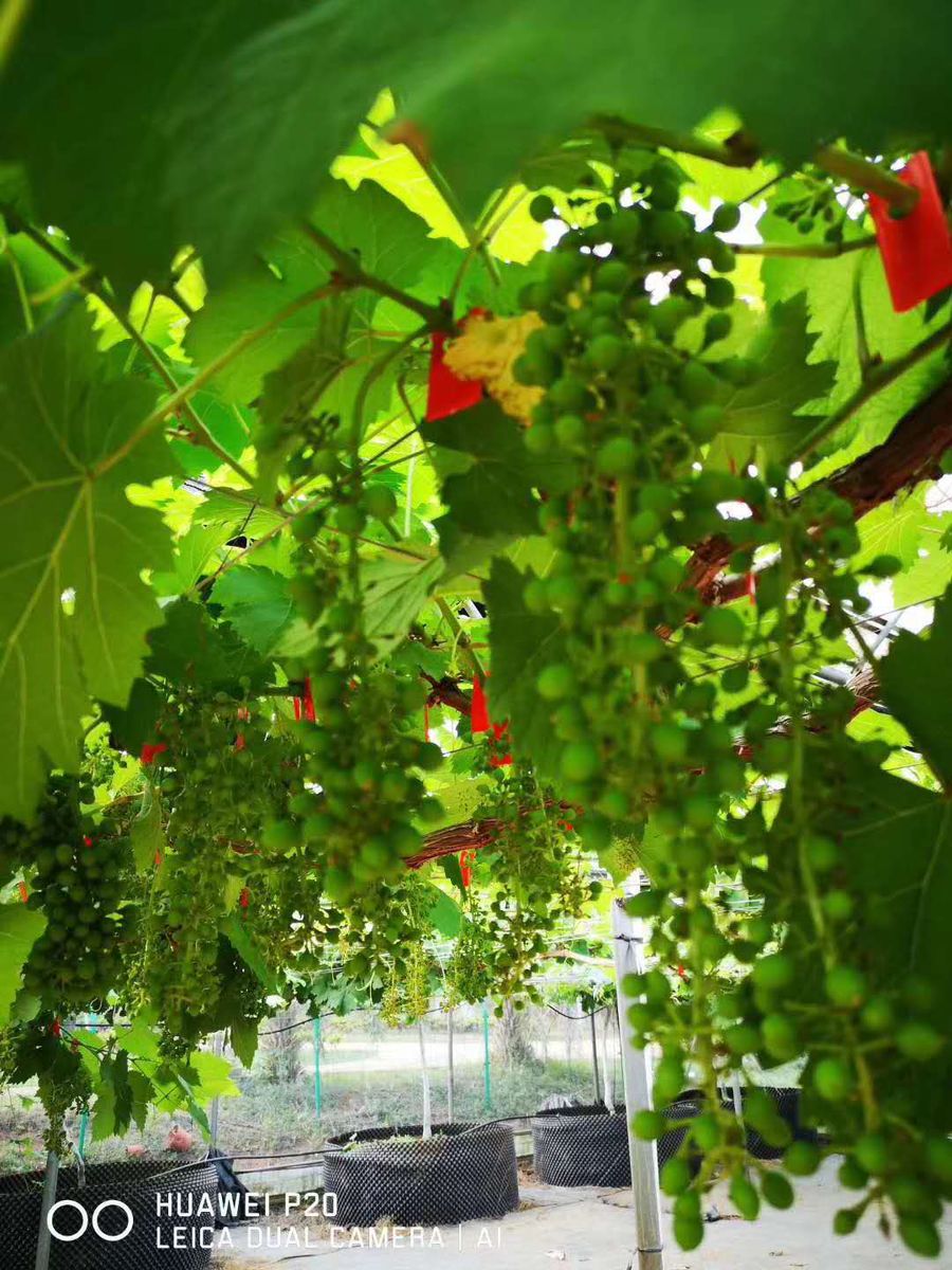 葡萄种植科普.jpg