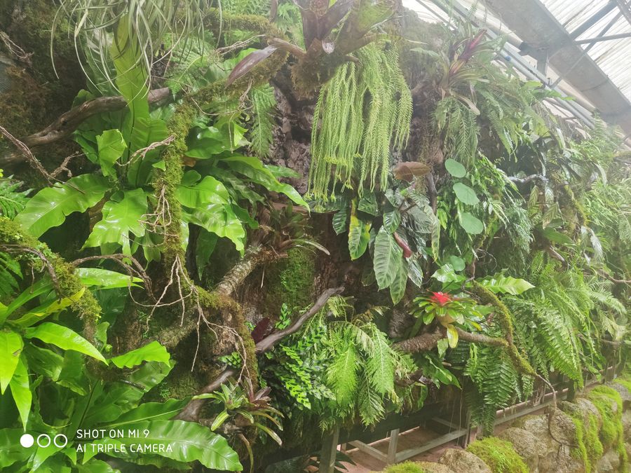热带雨林植物墙.jpg