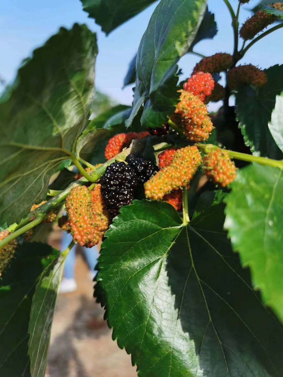 桑树种植科普.jpg