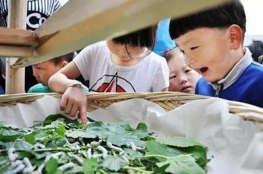 室内养蚕科普教育1.jpg