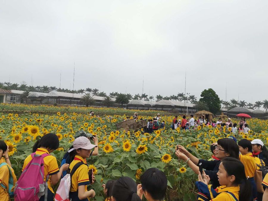 向日葵种植科普2.jpg
