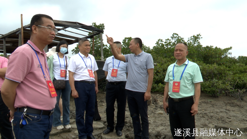 遂溪县政协开展红树林保护和管理专题调研视察活动
