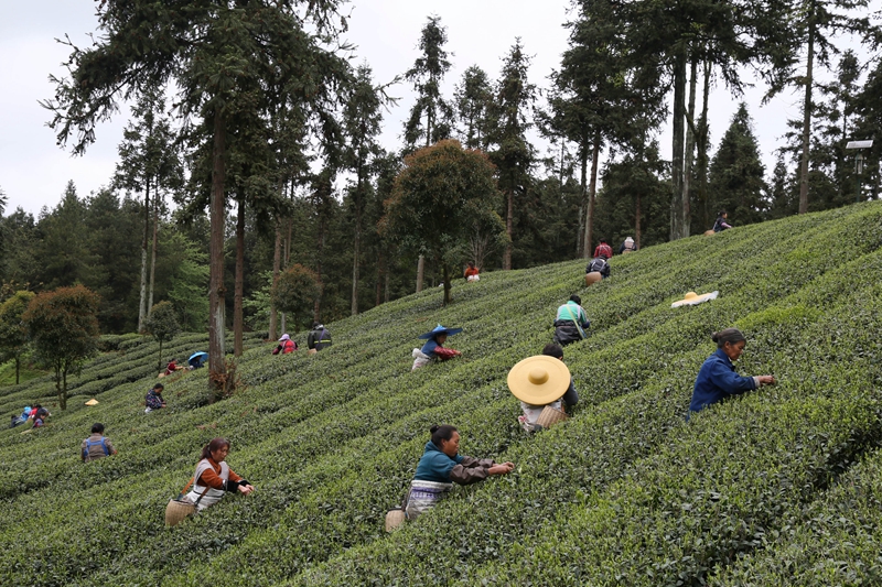 贵州凤冈：“生态茶”产业成为村民增收的重要产业