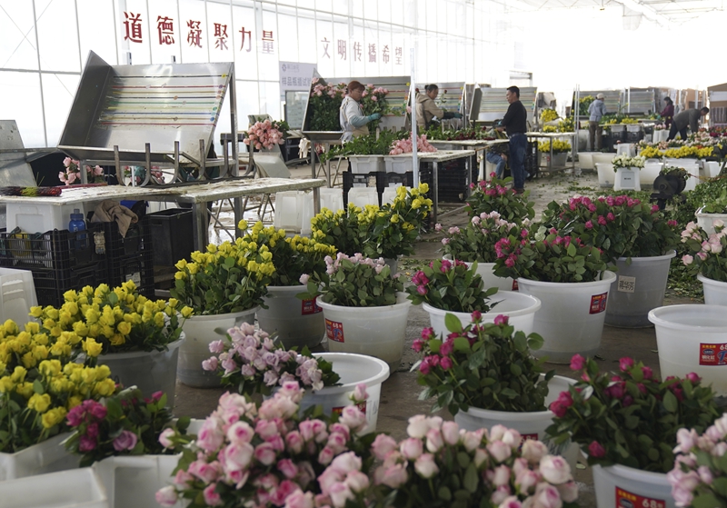 云南丽江：花卉产业芳香四溢