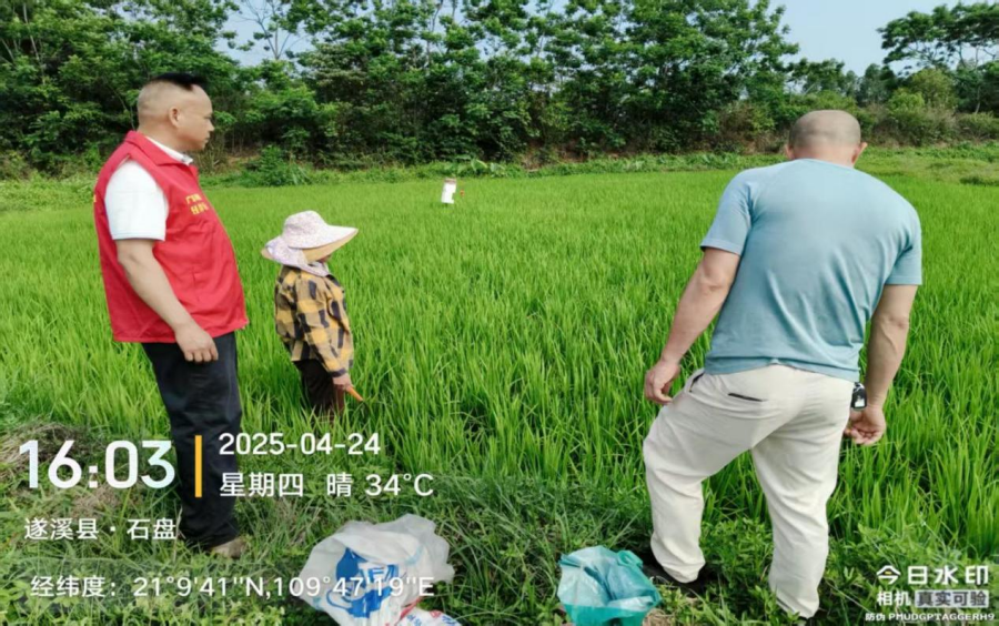 港门镇农业技术服务中心派员下田埂指导农户抗旱及防治卷叶虫工作