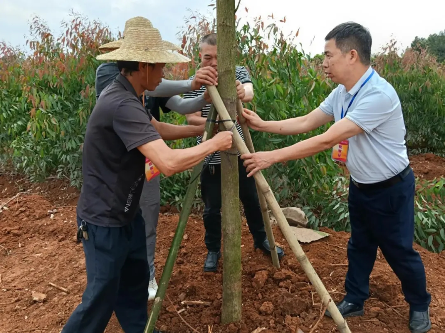 岭北镇人大：组织开展植树活动 为“百千万工程”增绿添彩
