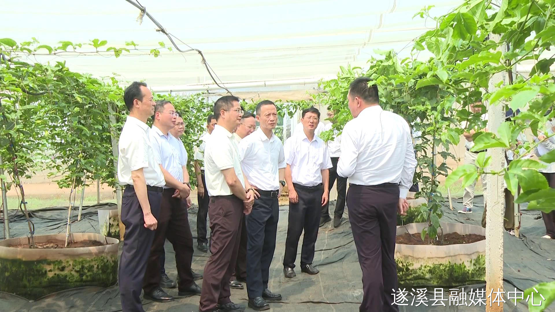 余钢到遂溪调研并开展巡林 统筹推进生态保护与农文旅融合发展 ...