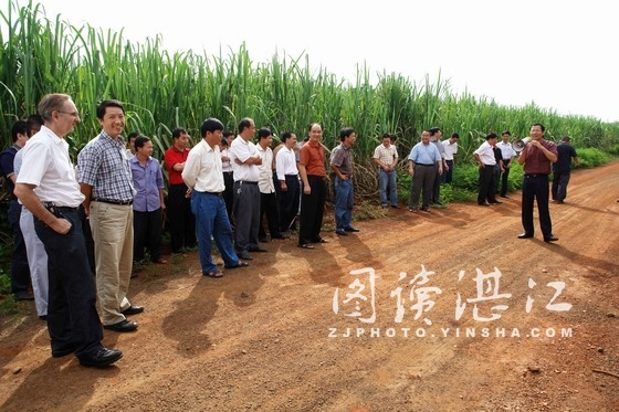 广西2012\/13榨季甘蔗收购价出台 物价局公告