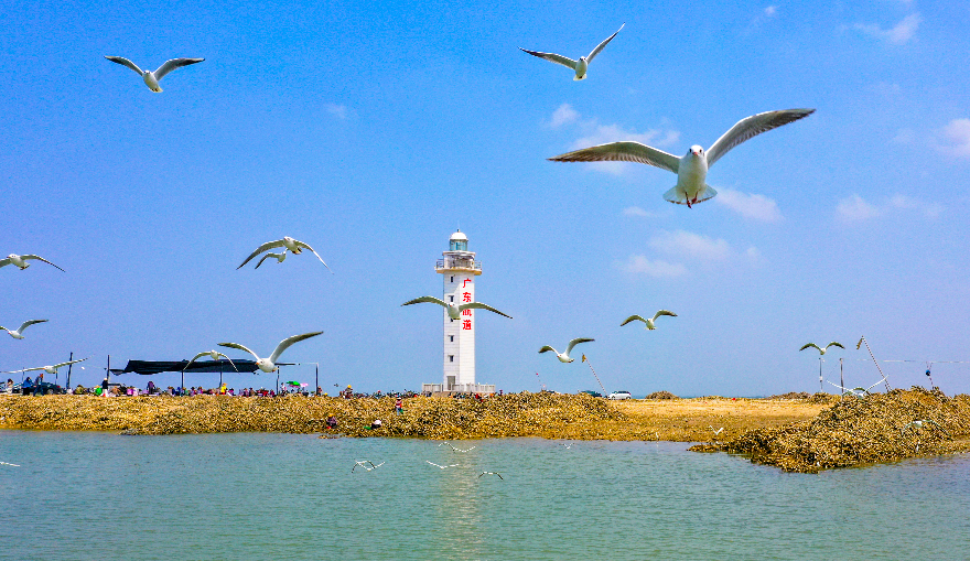 遂溪北潭港成了鸟儿们的乐园。.jpg